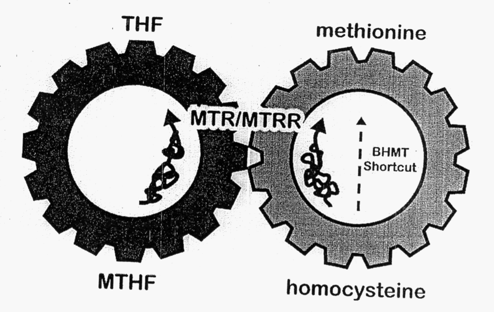 MTR MTRR