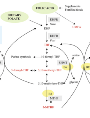 Why is MTHFR important in preconception and pregnancy? | MTHFR Support ...