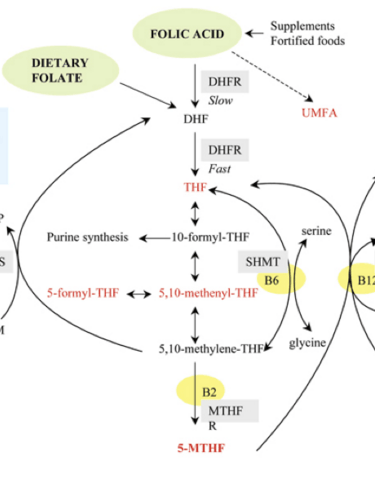 MTHFR Important in Preconception