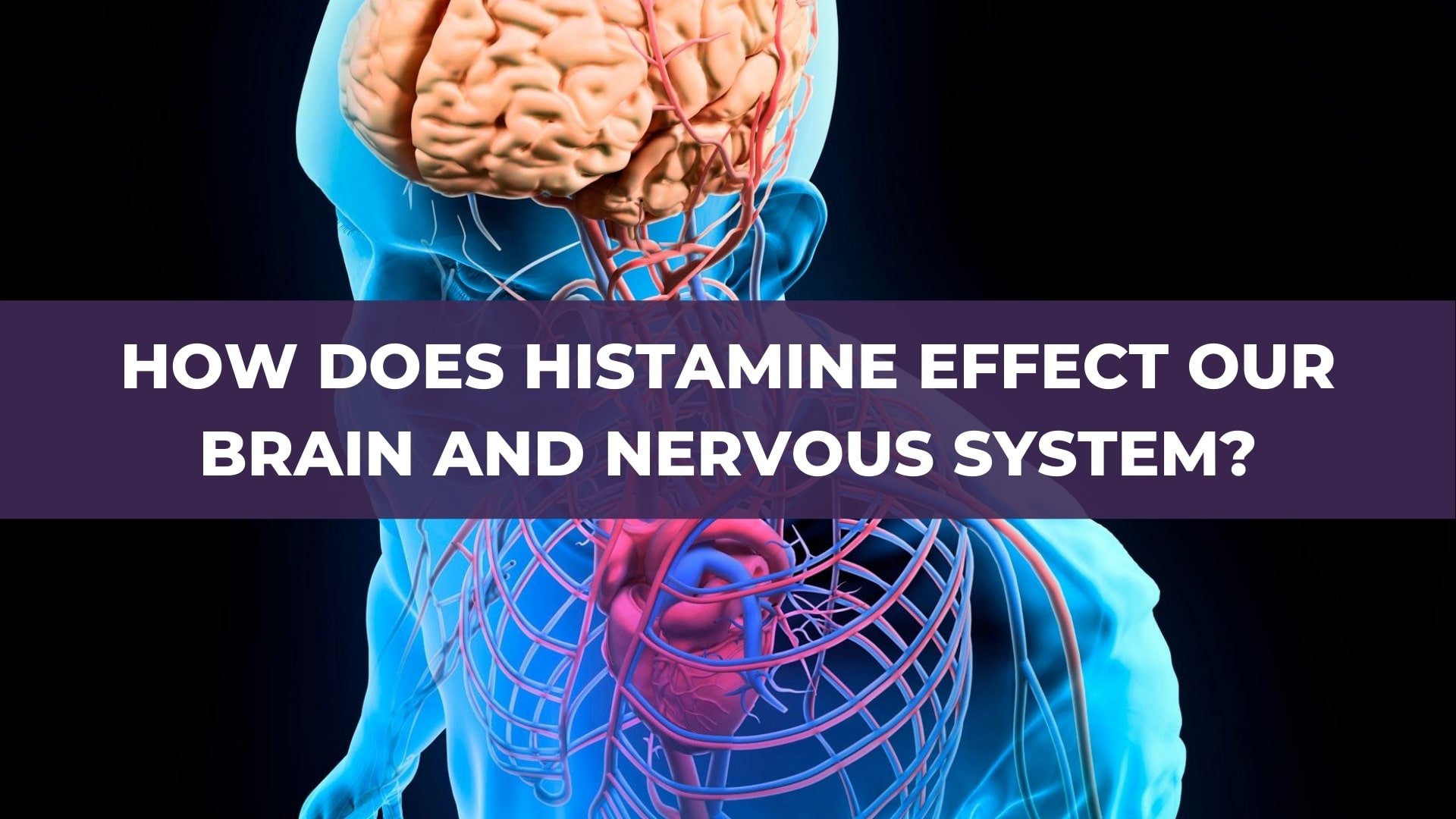 how-does-histamine-effect-our-brain-and-nervous-system-mthfr-support