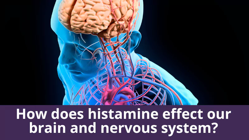 How does histamine effect our brain and nervous system?