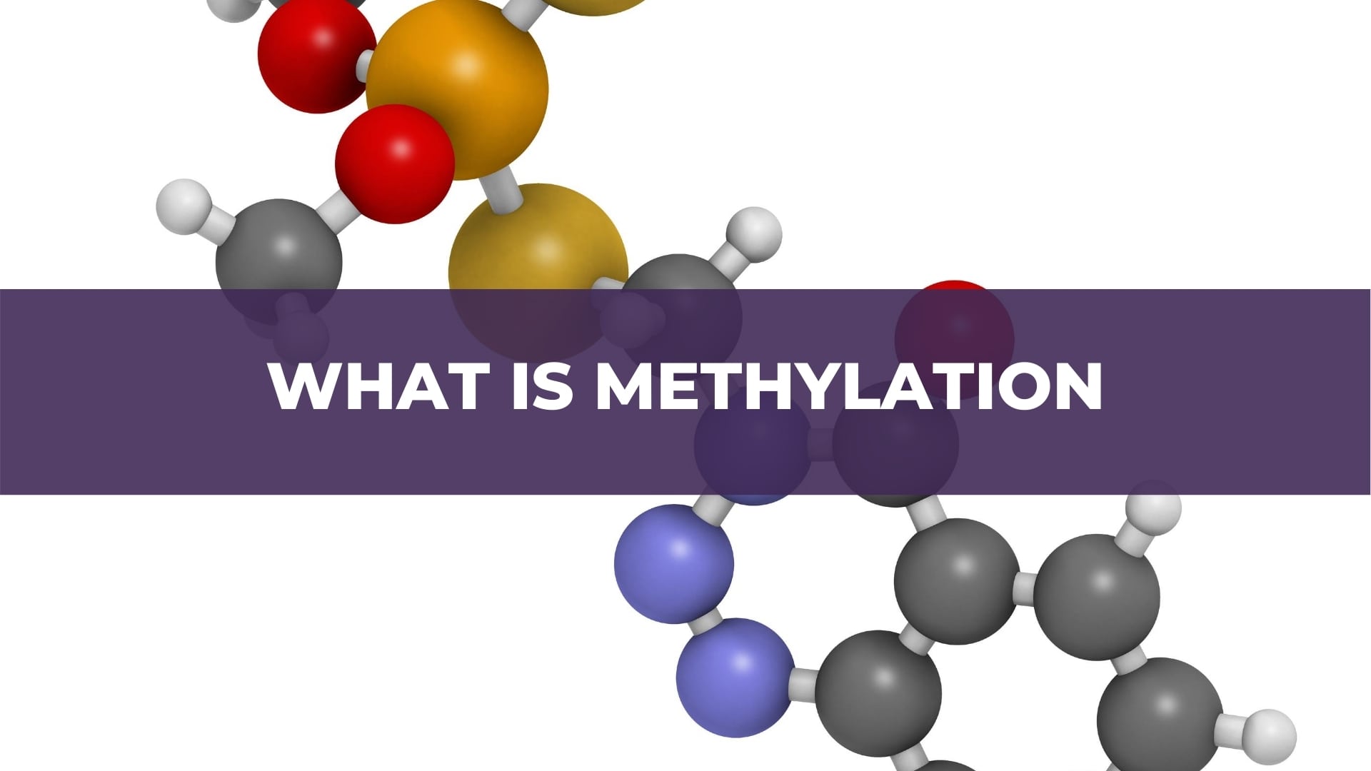 what-is-methylation-mthfr-support-australia