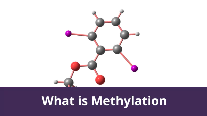 What is Methylation