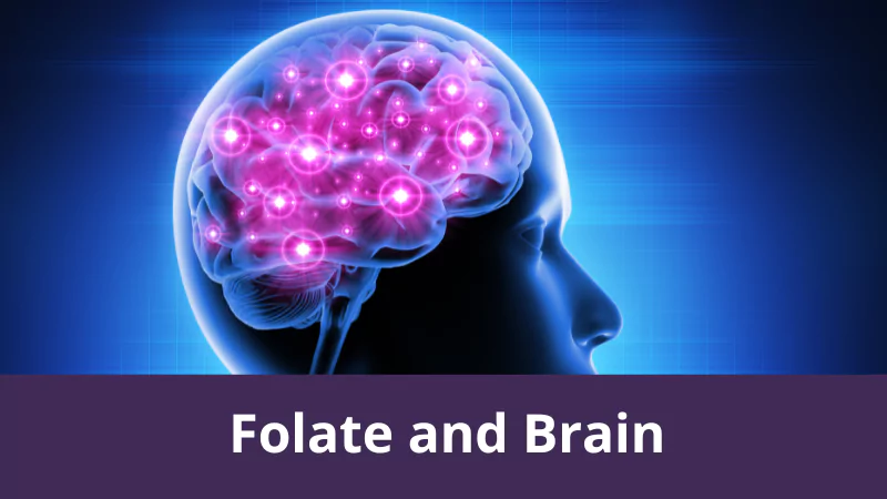 Folate and Brain