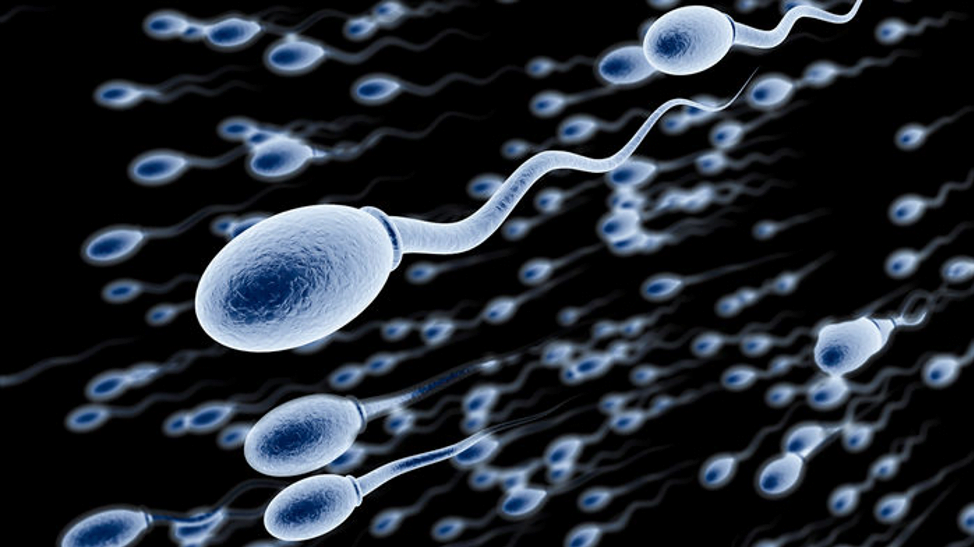 How does MTHFR affect your fertility?2