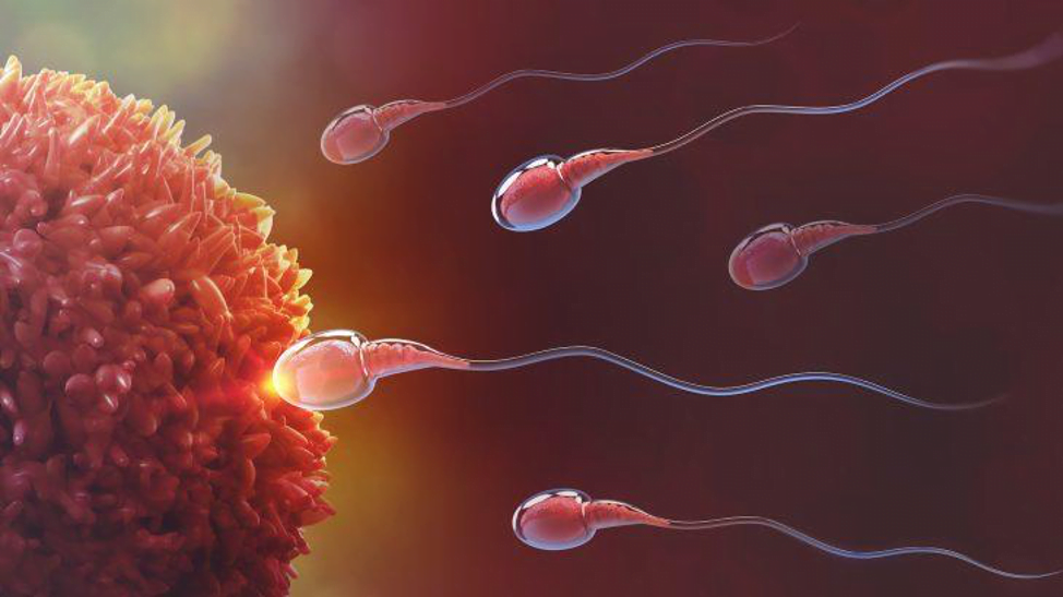 How does MTHFR affect your fertility?