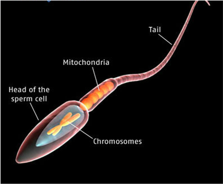 How does MTHFR affect your fertility?