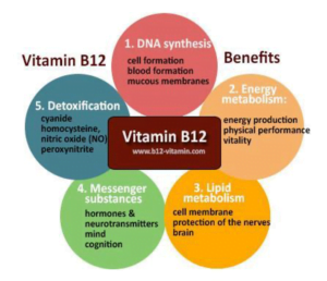 Vitamin B12 - The ever-important nutrient. What might your genetics tell you?