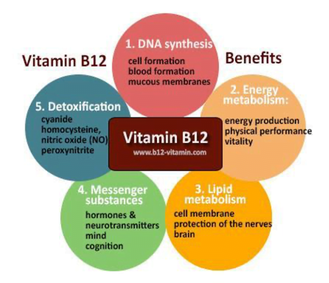 Vitamin B12 The everimportant nutrient. What your may tell