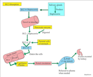 Vitamin B12 - The ever-important nutrient. What might your genetics tell you?