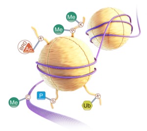 How to best understand your genetics