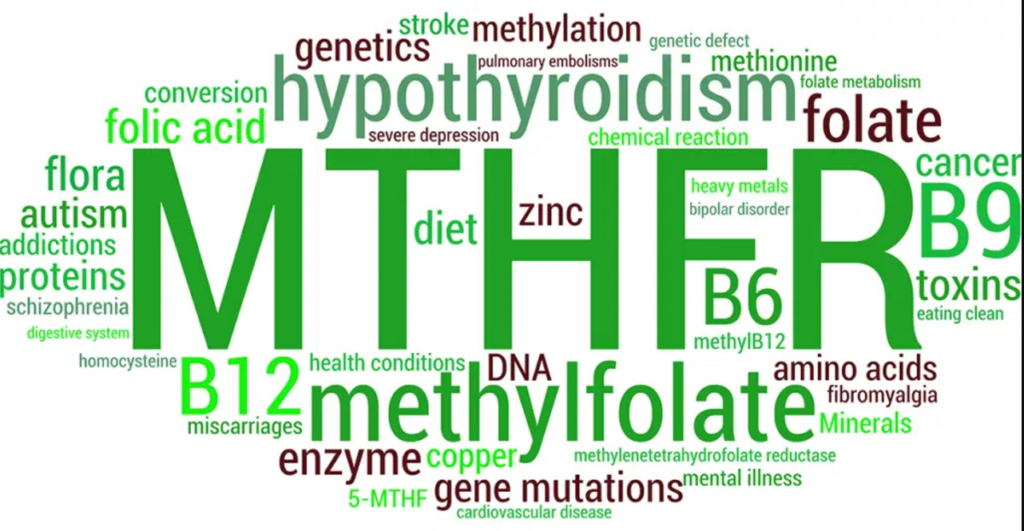 The Role of MTHFR in Thyroid Conditions