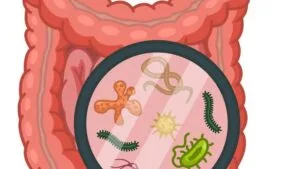 gut bug